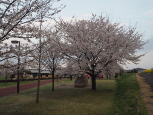 五十部運動公園前の桜の写真です。