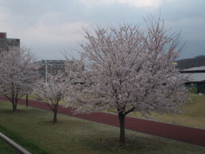 五十部運動公園前の桜の写真です。